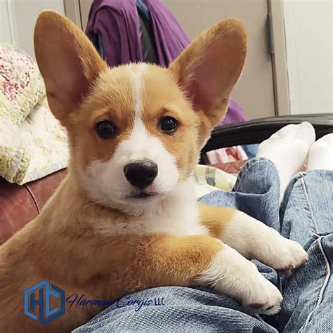 corgi price baguio|Corgis of Cebu .